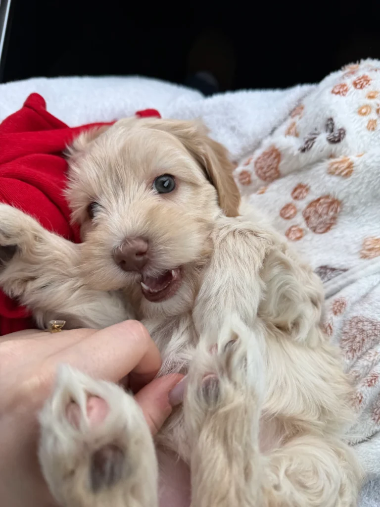 Lichtbruine Australian Labradoodle-pup liggend op de rug