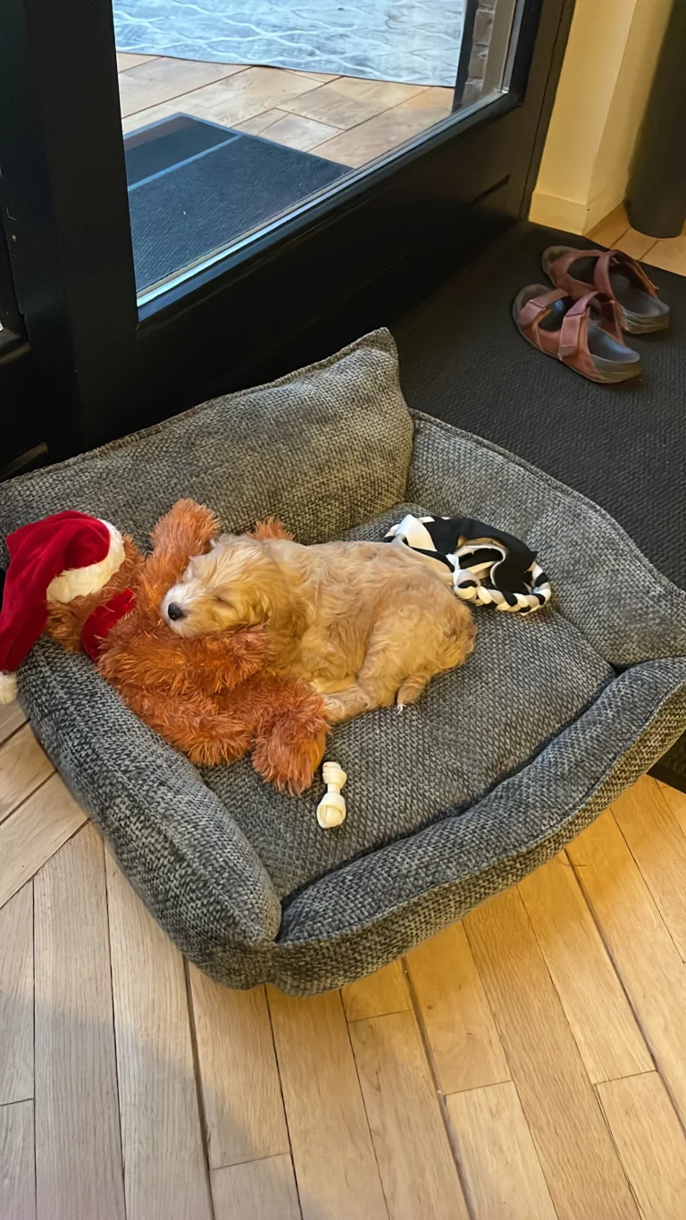 Lichtbruine Australian Labradoodle-pup slapend op een knuffel in de hondenmand