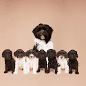 Labradoodle moeder zit achter haar nest met acht puppy’s