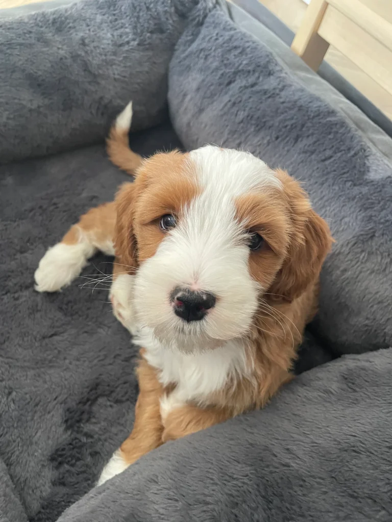 Bruin-witte Australian Labradoodle-pup in een hondenmand