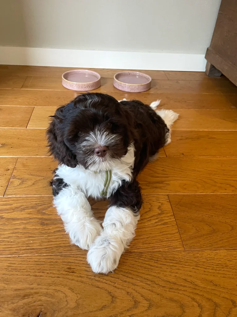 Zwart-witte Australian Labradoodle pup ligt op een houten vloer