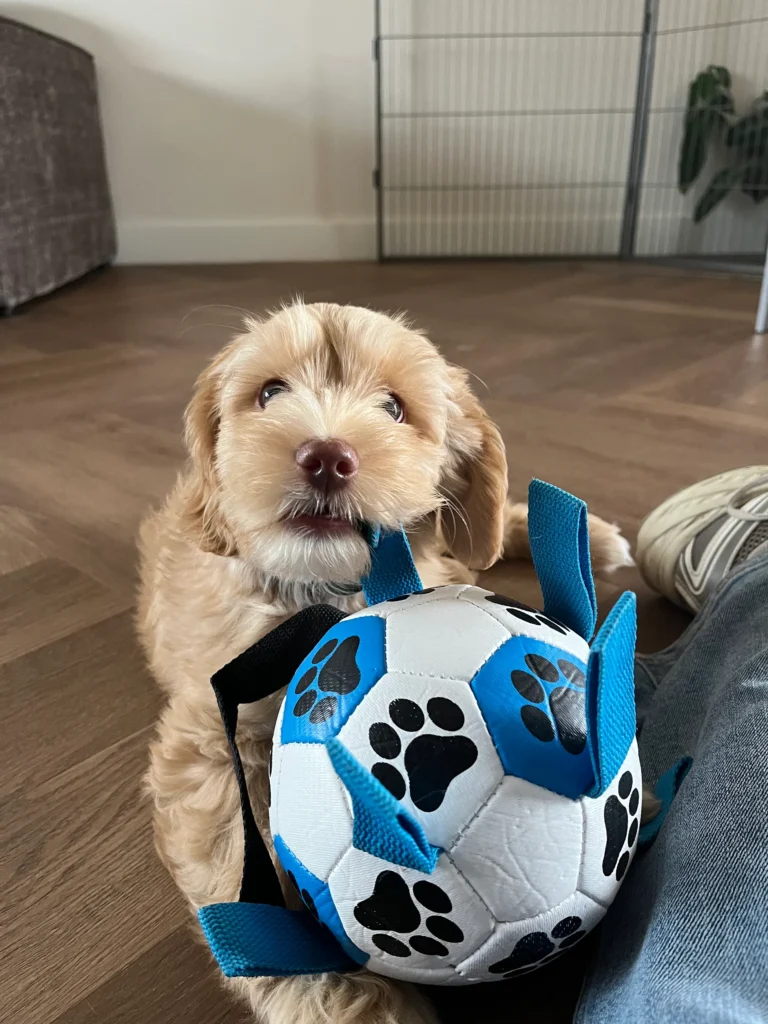Lichtgekleurde Australian Labradoodle pup speelt met een blauwe speelgoedbal