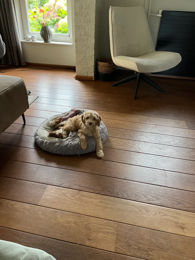 Lichtgekleurde Australian Labradoodle pup ligt in een hondenmand in de woonkamer