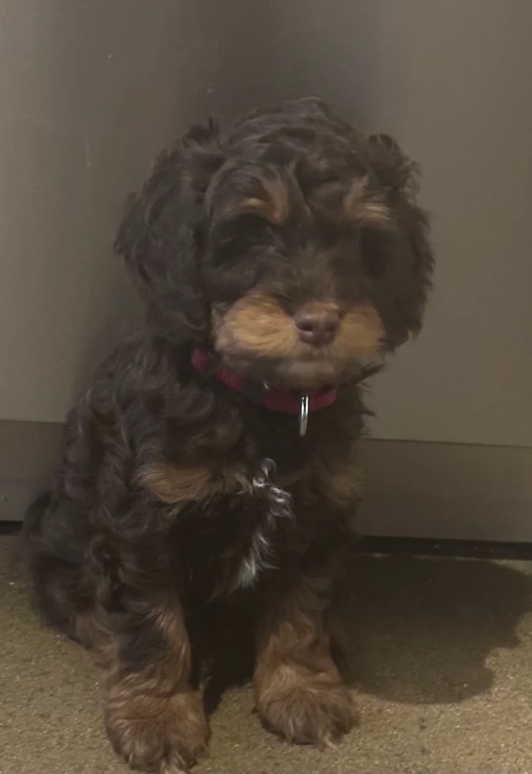 Donkerbruine Australian Labradoodle-pup met lichte aftekeningen en rode halsband