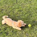 Lichtbruine Labradoodle speelt buiten in het gras met een bal