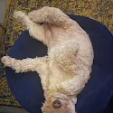 Lichte Labradoodle ligt ontspannen op een rond kussen