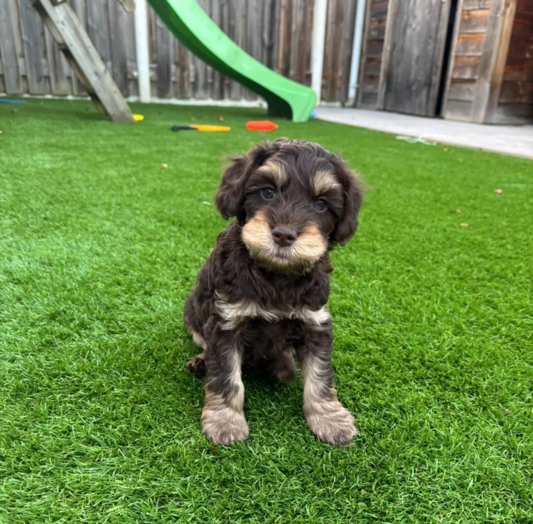 Australian Labradoodle-pup met bruine vacht en lichte aftekeningen in de tuin