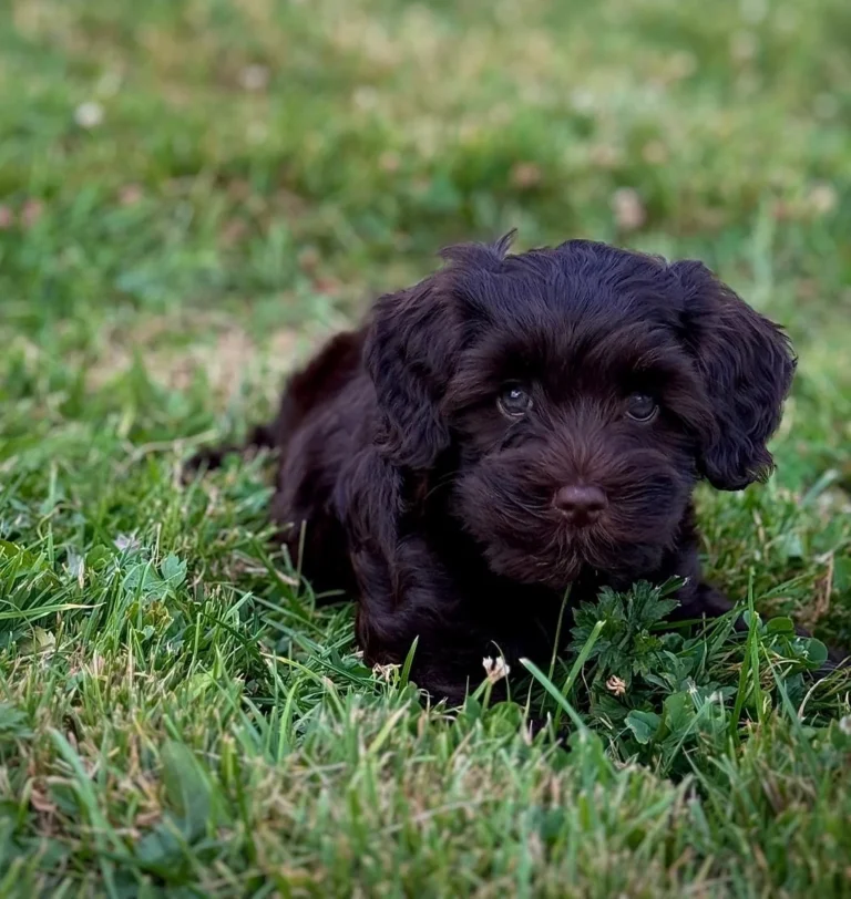 Donkerbruine Australian Labradoodle-pup liggend in het gras