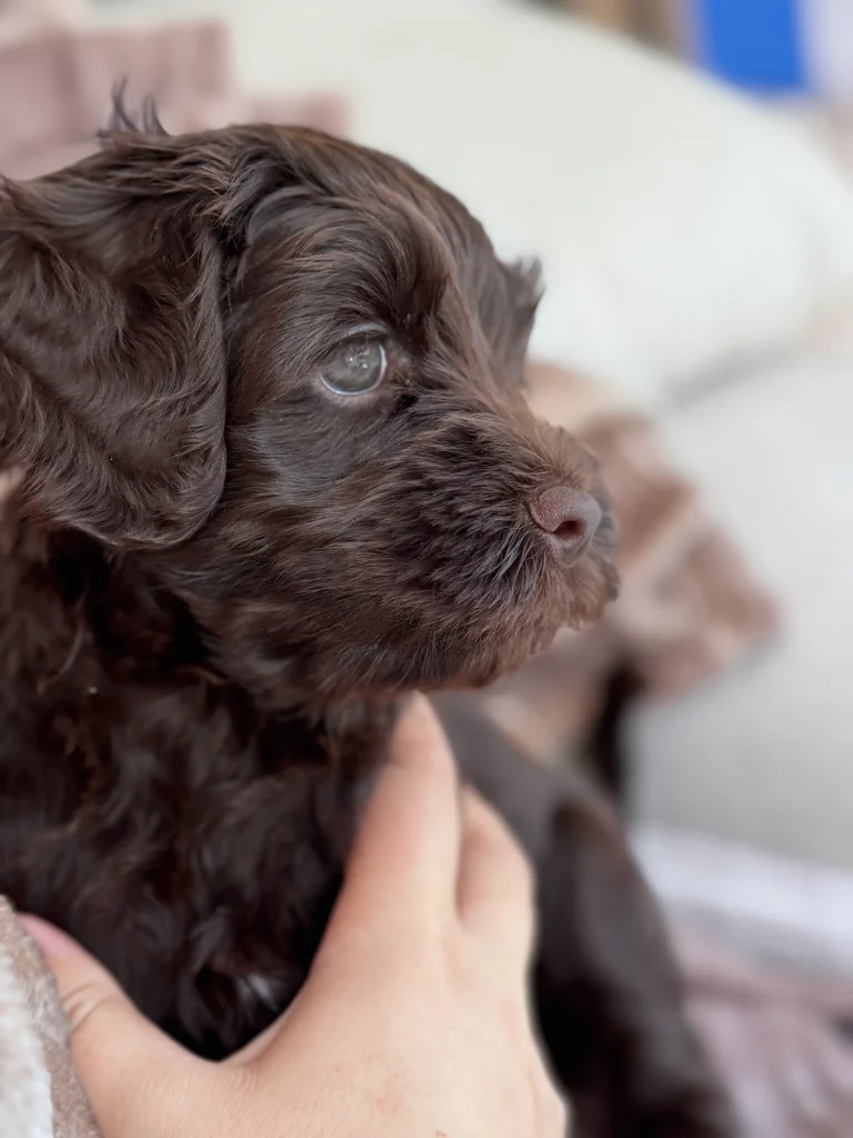 Bruine Labradoodle puppy van dichtbij