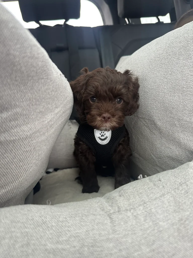 Bruine Australian Labradoodle-pup met zwart tuigje in de auto