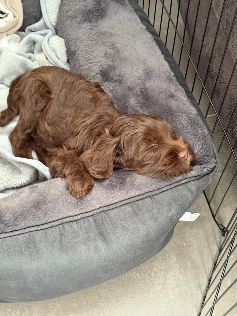 Bruine Australian Labradoodle-pup slapend in een hondenmand