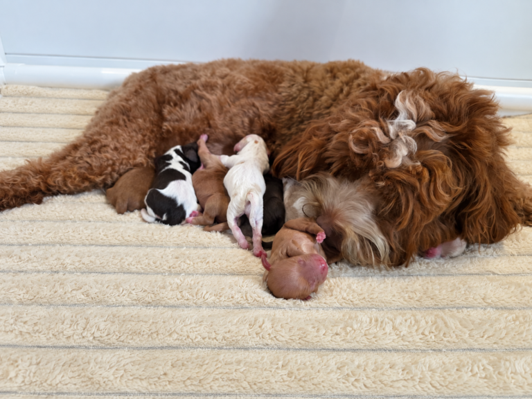 Vannacht zijn de pups van Lynn geboren.