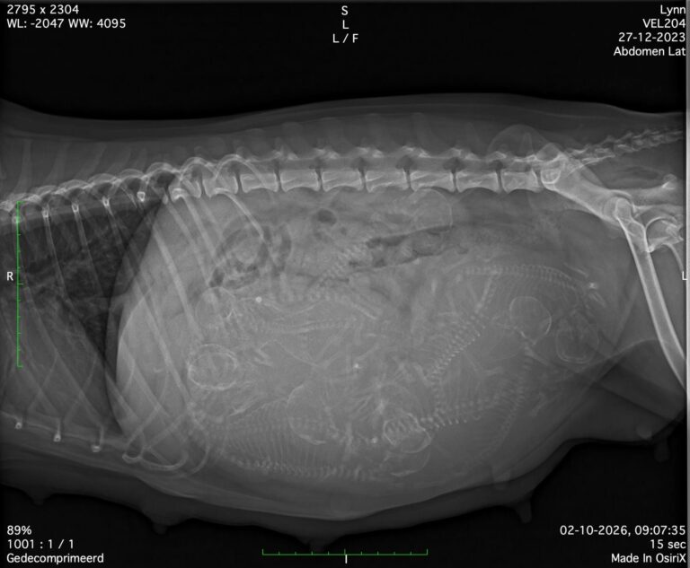 Lynn verwacht 9 prachtige pups
