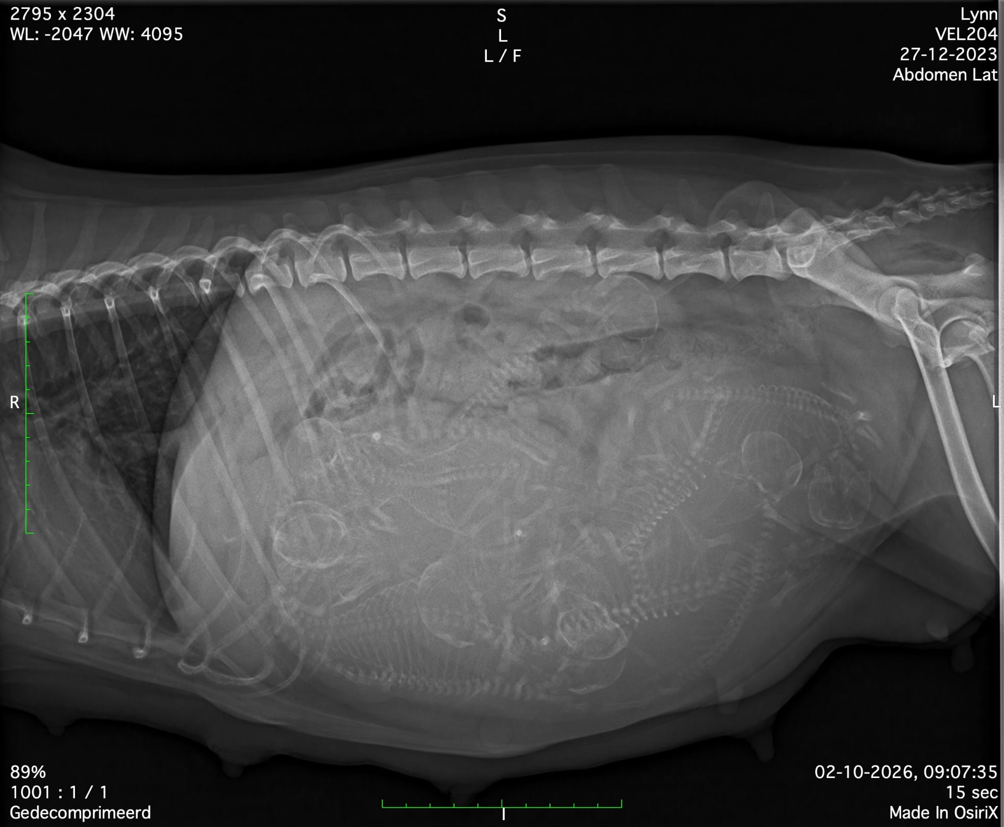 Lynn verwacht 9 prachtige pups