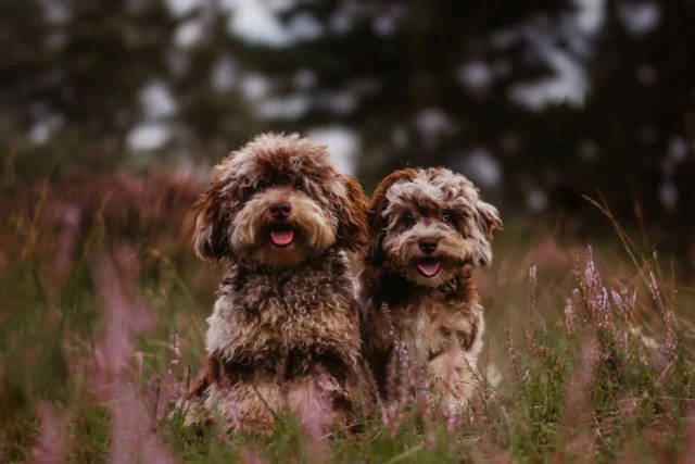 🌸- OMG Still our Dream Boys  Andy & Oscar..