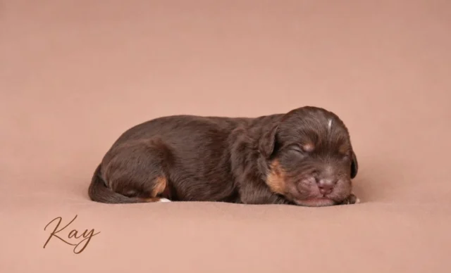 - Meet our 10 little ones! 🤎

Tijd om onze 10 kanjers één voor één aan jullie voor te stellen. 🐾✨
Ons nestje begon met 11 pups, maar helaas heeft één pupje het niet gehaald. 🤍✨️

Swipe mee en maak kennis met onze 10! 🤎

#minidoodle #australianlabradoodle #pattybakker #chocodoodle #dogsofinstagram