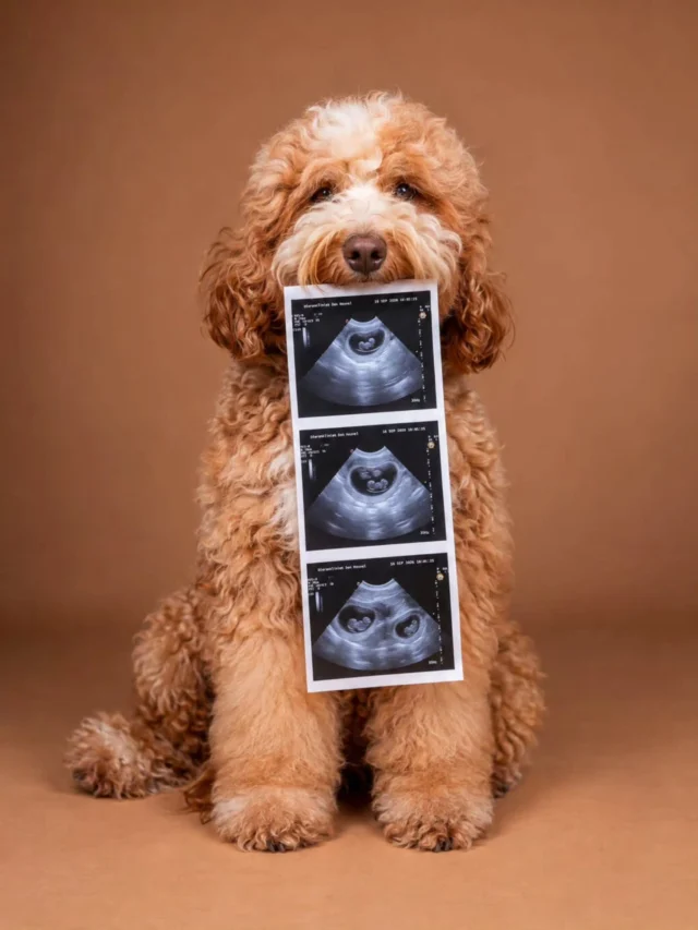 𝗕𝗔𝗕𝗦’ 𝗟𝗜𝗧𝗧𝗟𝗘 𝗢𝗡𝗘𝗦 𝗔𝗥𝗘 𝗢𝗡 𝗧𝗛𝗘 𝗪𝗔𝗬 🤎🐾
A little love story is about to begin… ✨

#doodlesofinstagram #australianlabradoodle #dogsofinstagram #globallabradoodles #walalabradoodles