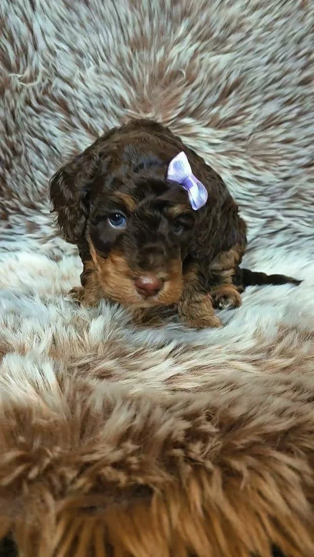 🌸 - Ughhh… these little faces 🥹🤎
I’m obsessed! 🐾

Okay… but how can you NOT fall in love with these faces?! 🥹🤎🐾

#doodlepuppy #doodlesofinstagram #dogsofinstagram #pattybakker