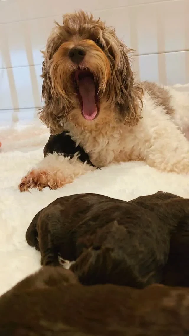 Dit is mijn leven. 🤎 Mijn passie. 🐾 Mijn verhaal. ✨
Niet perfect, niet altijd makkelijk… maar wél helemaal van mij.
En bovenal: dit is mijn geluk. 🐾

#Australianlabradoodle #minidoodle #doodlesofinstagram #pattybakker