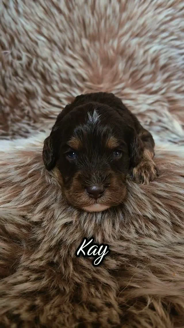 Look who’s finally looking back at us… 🥹🤎

Their eyes are open and they’re ready to discover the world. 🐾✨

Can you pick a favorite? 👀🤎

#australianlabradoodlepuppy #minidoodle #chocodoodle #pattybakker #dogsofinstagram