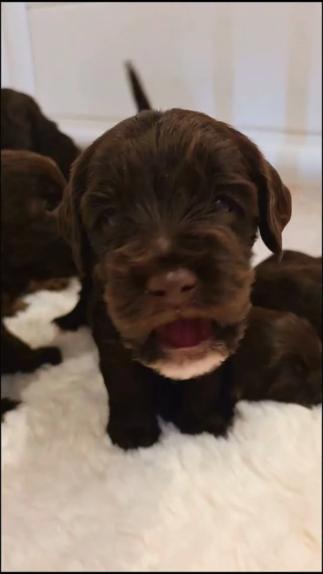🌸 - Kusjes, Gaapjes, Knuffels..... Zoooo schattig

Ik HOU van deze leeftijd 🤍

#minidoodle #Australianlabradoodle #chocodoodles #pattybakker #dogsofinstagram