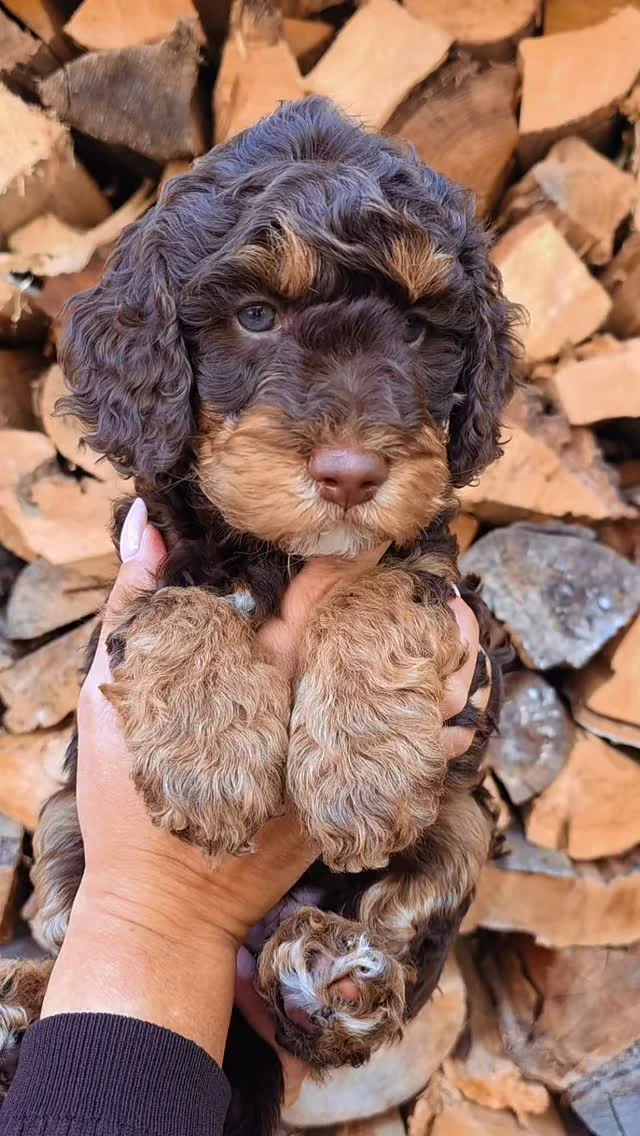 “Happiness looks like this 🤍 Sooo in love whit this chocolate babies 🍫🤎

Who else is obsessed?🤩"

#doodles #chocolatedoodle #pattybakker
#dogsofinstagram #puppiesofinstagram
