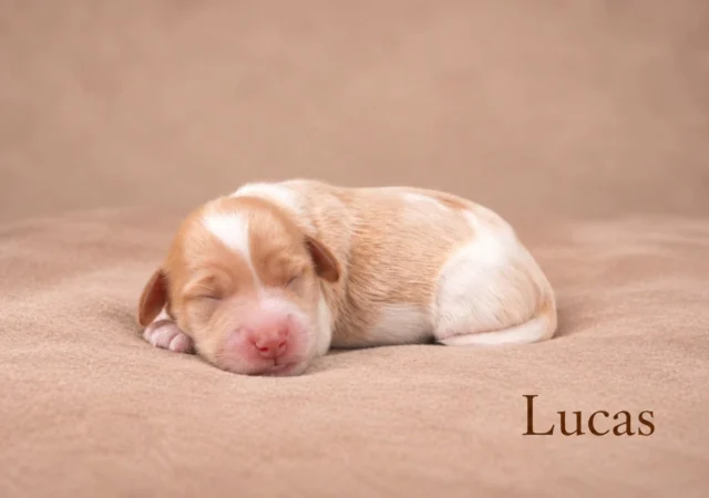 🚨 STOP SCROLLING… YOU NEED TO MEET THESE NINE LITTLE CUTIES! 🤎🐾

Swipe to meet our little ones, one by one! 👉🏼🐶

#minidoodle #australianlabradoodle #pattybakker #dogsofinstagram #puppy