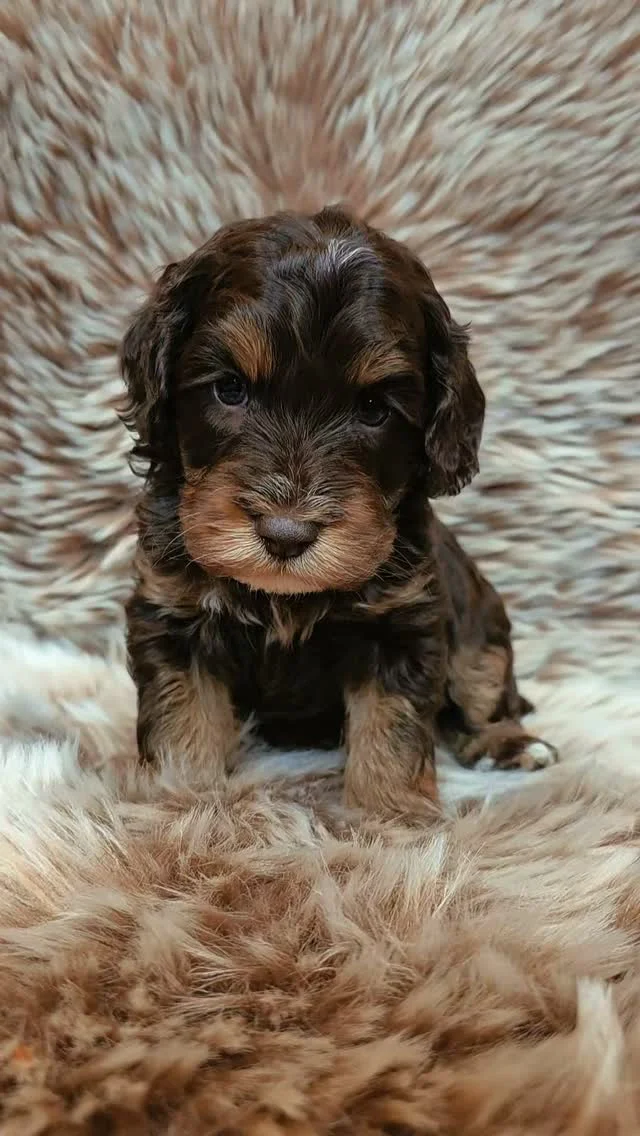🌸 - Zooo verliefd op deze ini mini chocolade bolletjes.
Wat een knapperds 🤩 Hier word je toch verliefd op?

#minidoodle #Australianlabradoodle #pattybakker #chocodoodle #doodlesofinstagram