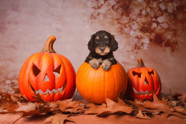 TOO CUTE TO BE SPOOKY! 🎃🐾🤎

Little pumpkins, big personalities… and a whole lot of puppy love! 🧡🐶

🎃 Which little pumpkin would you take home? 🤎👇🏼

#AustralianLabradoodle #PuppyLove #HalloweenPuppies #DoodlePuppies #PuppyLife