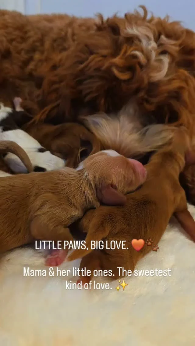 𝐀 𝐥𝐢𝐭𝐭𝐥𝐞 𝐰𝐨𝐫𝐥𝐝 𝐨𝐟 𝐭𝐡𝐞𝐢𝐫 𝐨𝐰𝐧. 🤎🐾

Tiny paws, sleepy cuddles and a mama who makes their world complete. The sweetest little moments, captured forever. ✨🐶

𝐖𝐨𝐮𝐥𝐝 𝐲𝐨𝐮 𝐚𝐠𝐫𝐞𝐞 𝐭𝐡𝐚𝐭 𝐭𝐡𝐞𝐫𝐞’𝐬 𝐧𝐨𝐭𝐡𝐢𝐧𝐠 𝐬𝐰𝐞𝐞𝐭𝐞𝐫 𝐭𝐡𝐚𝐧 𝐚 𝐦𝐚𝐦𝐚 𝐰𝐢𝐭𝐡 𝐡𝐞𝐫 𝐛𝐚𝐛𝐢𝐞𝐬? 🤎

#AustralianLabradoodle #PuppyLove #MomAndPuppies #DoodleLife #PuppyMoments