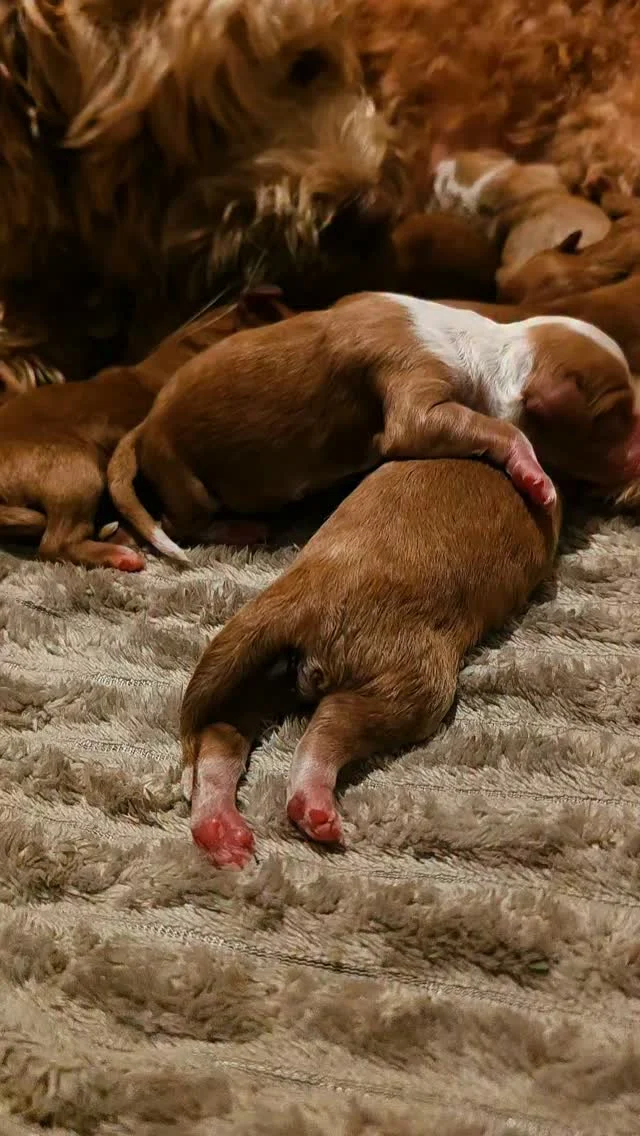 BABS’ NEWBORNS 🤎 𝑾𝑬𝑳𝑳, 𝑳𝑶𝑶𝑲 𝑾𝑯𝑶’𝑺 𝑯𝑬𝑹𝑬! 🐾

𝑷𝒖𝒑𝒑𝒚 𝒔𝒑𝒂𝒎, 𝒔𝒕𝒂𝒓𝒕𝒊𝒏𝒈 𝒏𝒐𝒘! 🤎🐶
🐾

Babs and her little crew are doing great, and here’s your first look at our newest little ones! 🤎

#NewbornPuppies #AustralianLabradoodle #DoodleAndPoodle