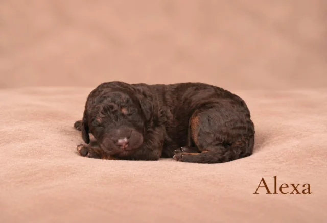 🤎 𝑴𝑬𝑬𝑻 𝑶𝑼𝑹 𝑳𝑰𝑻𝑻𝑳𝑬 𝑹𝑶𝒀𝑨𝑳𝑺 👑

Seven beautiful little lives, each with their own name and a story waiting to unfold. ✨🐾

Meet April, Alexa, Alice, Amelia, Arthur, Annabel & Albert — our precious little Poodle puppies. 🤎

The beginning of something truly special. 🤍

#RoyalPoodle #PoodlePuppies #PoodleLove #standardpoodle #PoodleLife