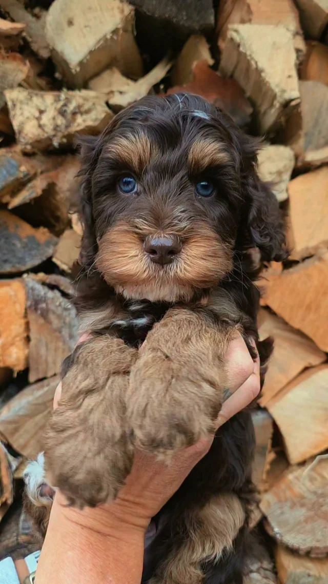 Happiness looks like this 🤍 Sooo in love whit this chocolate babies 🍫🤎

Who else is obsessed?🤩"

#doodles #chocolatedoodle #pattybakker
#dogsofinstagram #puppiesofinstagram