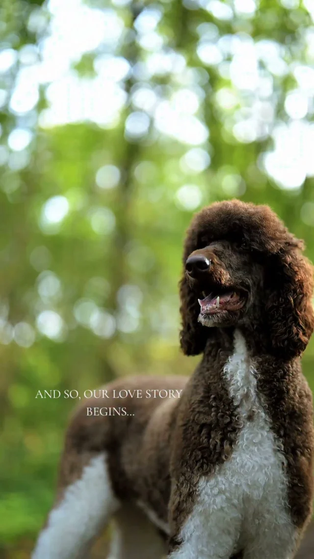 👑 𝐀 𝐑𝐎𝐘𝐀𝐋 𝐋𝐎𝐕𝐄 𝐒𝐓𝐎𝐑𝐘 🤎🐩

A little romance, a royal touch and a love story that unfolds in the most beautiful way. ✨

Watch Stella & Roderik’s story come to life, from their special bond to the arrival of their precious King Poodle puppies. 🤍

𝑨 𝒍𝒐𝒗𝒆 𝒔𝒕𝒐𝒓𝒚 𝒘𝒐𝒓𝒕𝒉 𝒕𝒆𝒍𝒍𝒊𝒏𝒈. 👑

🤎 What do you think of the King Poodle? Are you in love with this elegant breed too? Tell us in the comments! 🐩👇

#KingPoodle #RoyalLoveStory #KingPoodlePuppies