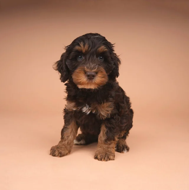 🤎 𝐏𝐔𝐏𝐏𝐘 𝐏𝐑𝐎𝐅𝐈𝐋𝐄 𝐏𝐈𝐂𝐓𝐔𝐑𝐄𝐒 📸🐾

Little faces, 𝒃𝒊𝒈 𝒑𝒆𝒓𝒔𝒐𝒏𝒂𝒍𝒊𝒕𝒊𝒆𝒔! ✨

Onze knappe puppy’s hebben hun eigen momentje voor de camera gehad. 😍 Met hun lieve snoetjes,  en ieder hun eigen charme stelen ze moeiteloos de show! 🥹🤎

Hoe kun je hier nu niet verliefd op worden? 🐶✨

#PuppyProfilePictures #AustralianLabradoodle #PuppyLove #DoodlePuppies #PuppyPortraits