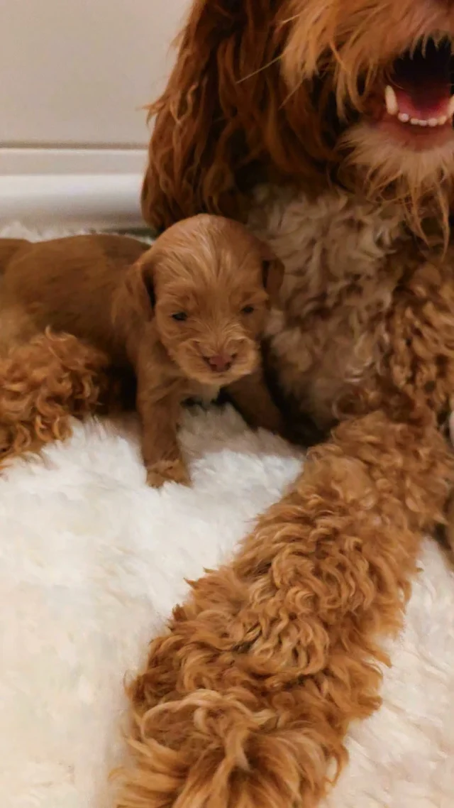 𝗟𝗬𝗡𝗡 & 𝗝𝗔𝗠𝗘𝗦’ 𝗟𝗜𝗧𝗧𝗟𝗘 𝗢𝗡𝗘𝗦 🤎🐾

Wat is het toch genieten om deze kleine lieverds te zien opgroeien! 🥹🤎 Elke dag ontdekken ze weer iets nieuws en worden ze steeds meer hun eigen kleine persoontjes. ✨🐶

#PuppyLove #AustralianLabradoodle #DoodleAndPoodle #GrowingUp