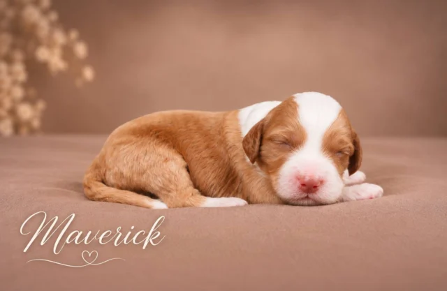 𝐖𝐎𝐖, 𝐖𝐎𝐖, 𝐖𝐎𝐖! 🤎🐾

Met trots stellen we jullie voor aan het prachtige 11-tal van Babs! 🥰 Elf kleine wondertjes, allemaal met hun eigen charme en karakter.

𝐖𝐈𝐄 𝐒𝐓𝐄𝐄𝐋𝐓 𝐉𝐎𝐔𝐖 𝐇𝐀𝐑𝐓? 😍🤎

#BabsPuppies #AustralianLabradoodle #LabradoodlePuppies #PuppyLove #DoodleLove 🤎🐾